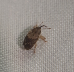 Lignyodes bischoffi