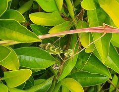 Acontista mexicana