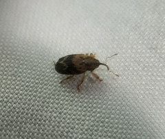 Lignyodes bischoffi