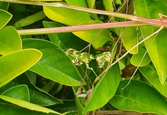 Acontista mexicana