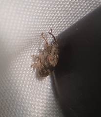 Lignyodes bischoffi