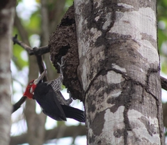 Campephilus