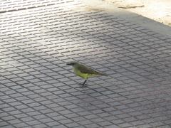 Machetornis rixosa