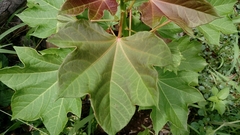 Jatropha curcas