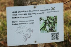 Rhamnidium elaeocarpum