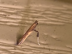 Caloptilia azaleella