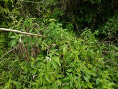 Heliotropium transalpinum