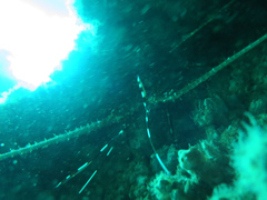 Panulirus ornatus