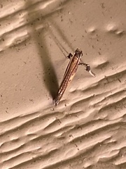 Caloptilia azaleella