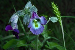 Proboscidea louisianica fragrans