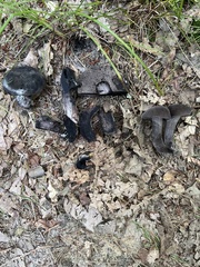 Tylopilus griseocarneus