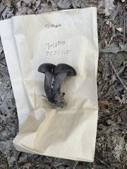 Tylopilus griseocarneus