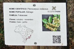 Pterocarpus violaceus