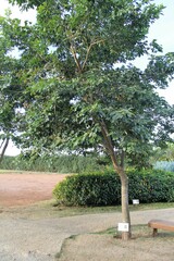 Pterocarpus violaceus
