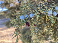 Walshomyia juniperina