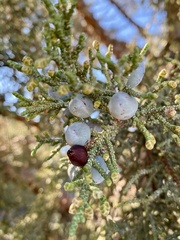 Walshomyia juniperina