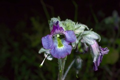 Proboscidea louisianica fragrans