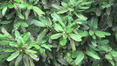 Calophyllum longifolium