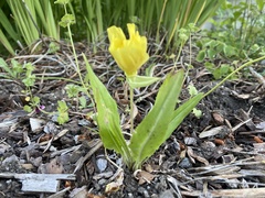 Oenothera flava