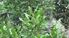 Calophyllum longifolium