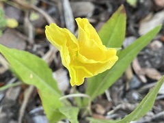 Oenothera flava