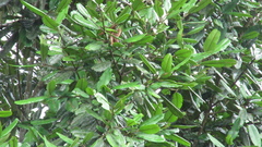 Calophyllum longifolium