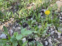 Oenothera flava