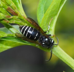 Dolichovespula arctica