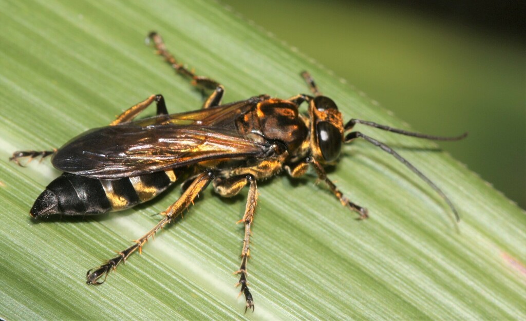 Liris deplanatus