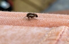 Ophiderma flavicephala