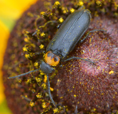 Nemognatha nemorensis