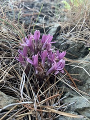 Aphyllon californicum californicum