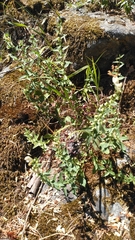 Scutellaria californica