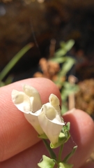 Scutellaria californica