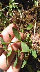 Scutellaria californica