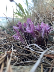 Aphyllon californicum californicum