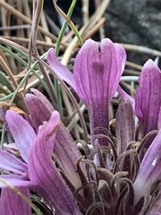 Aphyllon californicum californicum