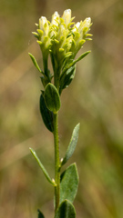 Sericocarpus rigidus