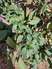 Phytolacca americana