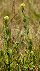 Sericocarpus rigidus