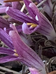 Aphyllon californicum californicum