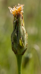 Microseris laciniata