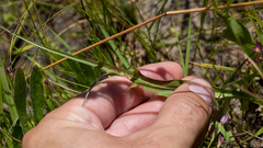 Microseris laciniata