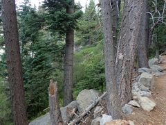 Rhododendron occidentale