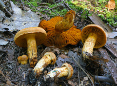 Aureonarius limonius