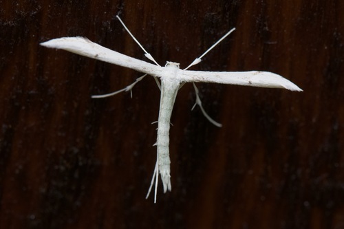 Elliot's Plume Moth photo 5