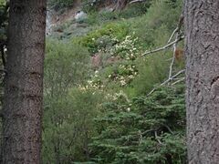 Rhododendron occidentale