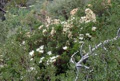 Rhododendron occidentale