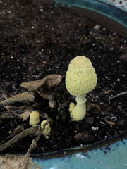 Leucocoprinus birnbaumii image