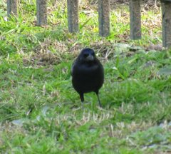 Molothrus bonariensis